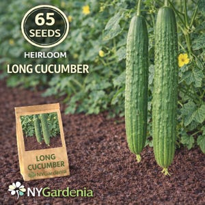 May include: Image of heirloom long cucumbers. The image shows two long, green cucumbers with textured skin, growing on a vine. A seed packet with the words "Long Cucumber" is in the foreground, along with the text "65 Seeds" and "NYGardenia".
