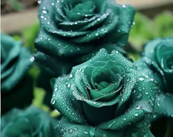 20 Rare Green Rose Seeds – Exotic Emerald Blooms for Unique Garden Display