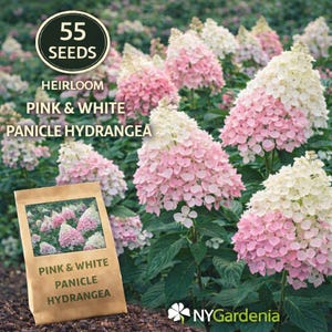 Puede incluir: Un paquete de semillas de Hortensia Paniculada Rosa y Blanca con un campo de hortensias florecientes en el fondo. Las flores hacen la transición de blanco a rosa. El paquete dice "55 Semillas" y "Hortensia Paniculada Rosa y Blanca, Reliquia".