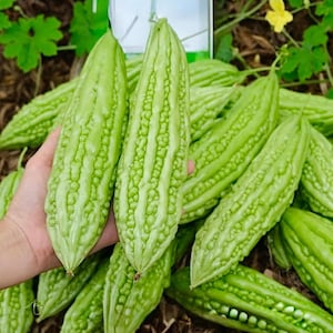 May include: A close-up of a pile of light green bitter melon, also known as bitter gourd, with a hand holding two of the gourds. The gourds have a bumpy, ridged texture.