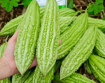 15pcs Bitter Melon Seeds – Fast-Growing Green Skin Bitter Gourd (Balsam Pear) for Home Vegetable Gardens and Outdoor Trellises