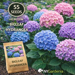May include: A package of Bigleaf Hydrangea seeds with a picture of pink, blue, and purple flowers. The image also shows a field of blooming hydrangeas in shades of pink, blue, and purple. Text on the package reads "Bigleaf Hydrangea".