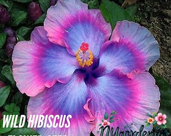 Wild Hibiscus Seeds – 50 Seeds – Non-GMO Tropical Garden Variety for Vibrant Multicolor Blooms