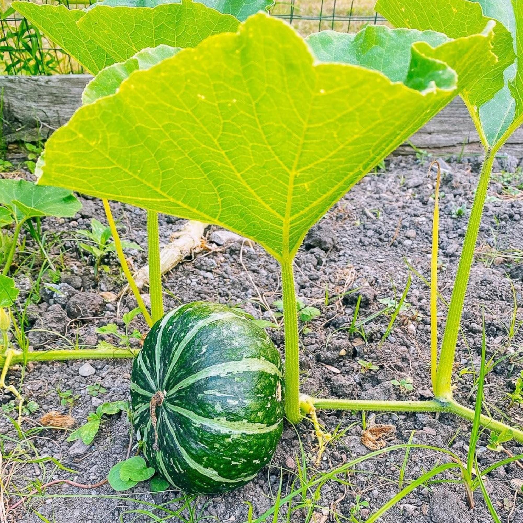 Mochi Di Zucca (Kabocha Dango) - Una Giapponese In Cucina - Foto 6