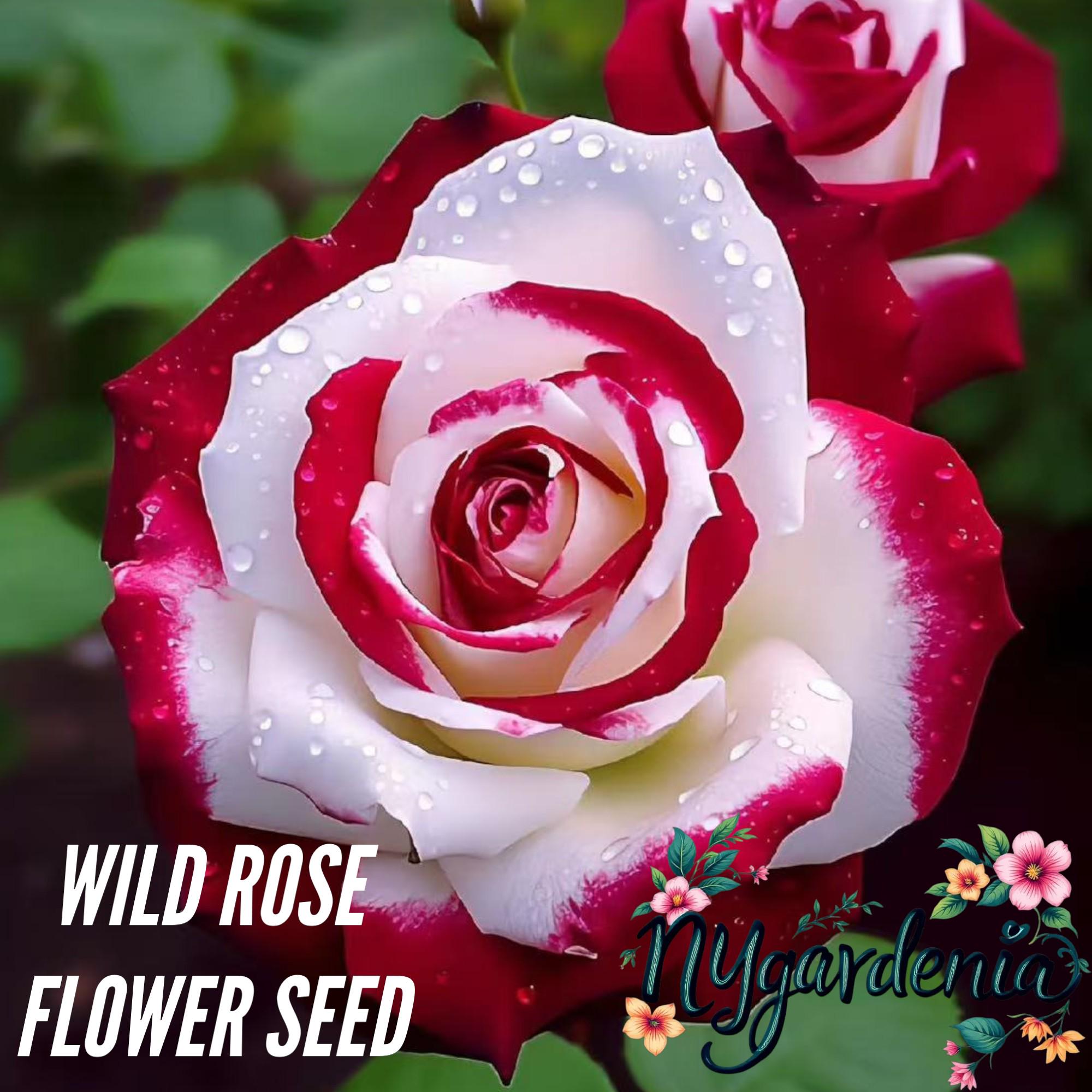 Two-Tone Red White Rose Seeds – 20 Seeds – Non-GMO Variety for Elegant Home Gardens and Cut Flower Displays