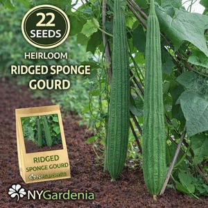 22 Ridged Sponge Gourd Seeds for Planting – Heirloom Luffa Angled Gourd Seeds, Climbing Vegetable for Garden