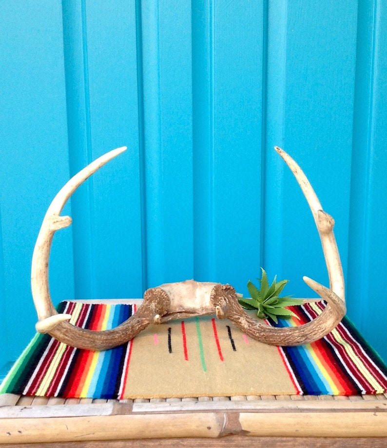 SALE-FREE SHIPPING-Vintage Real Deer Antler Rack-8 Point Whitetail Deer Antler Rack wSkull Bone-Farmhouse-Rustic Holiday Decor-Art Project
