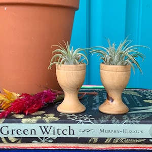 May include: Two small air plants in wooden holders, sitting on a book titled "Green Witch" by Murphy-Hiscock.
