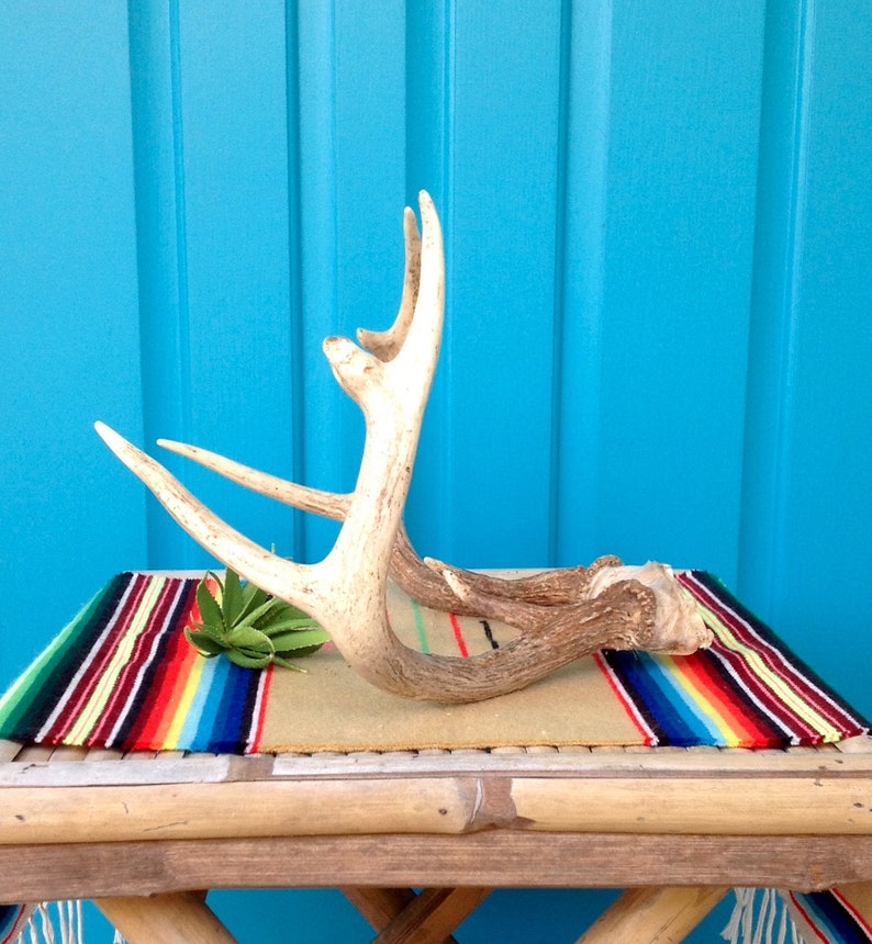 SALE-FREE SHIPPING-Vintage Real Deer Antler Rack-8 Point Whitetail Deer Antler Rack wSkull Bone-Farmhouse-Rustic Holiday Decor-Art Project