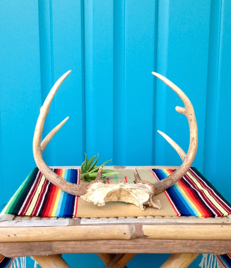 SALE-FREE SHIPPING-Vintage Real Deer Antler Rack-8 Point Whitetail Deer Antler Rack wSkull Bone-Farmhouse-Rustic Holiday Decor-Art Project