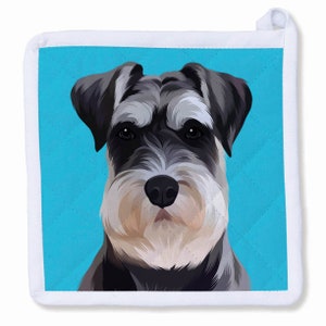 May include: A close-up of a gray and white miniature schnauzer dog with a blue background. The dog is looking directly at the camera.