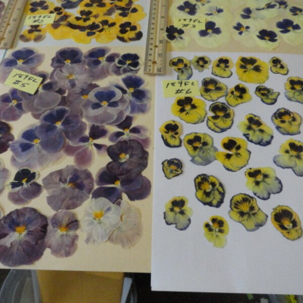 Scegli tuo Pansies cresciuto in Alaska oltre 25 Real premuto fiori conservati e secchi 189 FL