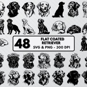 Puede incluir: Un conjunto de 48 ilustraciones vectoriales en blanco y negro de perros Flat Coated Retriever en varias poses, incluyendo sentados, de pie y acostados. Algunos perros llevan coronas y guirnaldas de flores. El texto "FLAT COATED RETRIEVER" y "SVG & PNG - 300 DPI" está incluido en la imagen.