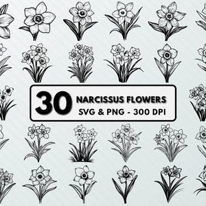 Narcissus Flower SVG: December Birth Flower Clipart (PNG, Vector)