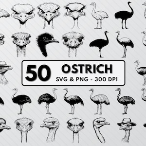 Ostrich SVG Cut Files: Running Silhouette, Vector Art (PNG)