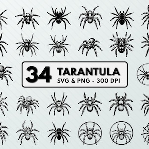 Tarantula Spider SVG PNG Clipart: Insect Cut Files Design