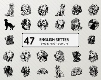 Paquete SVG de setter inglés: silueta de perro (PNG, Cricut)