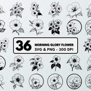 May include: A set of 36 black and white morning glory flower illustrations. The illustrations are in a variety of poses and styles, and are perfect for use in crafting, scrapbooking, or digital design.