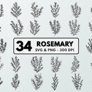 Rosemary PNG, Rosemary SVG, Rosemary Silhouette, Rosemary Clipart, Rosemary Decal, Rosemary Vector, Rosemary Design, Rosemary Circuit, Logo