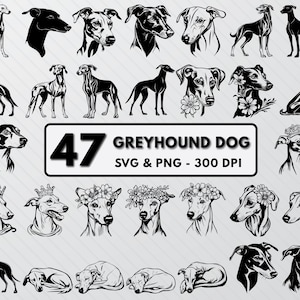 May include: A collection of 47 black and white vector illustrations of Greyhound dogs in various poses. The illustrations are perfect for use in digital projects, crafts, and more. The text "47 Greyhound Dog SVG & PNG - 300 DPI" is included in the image.