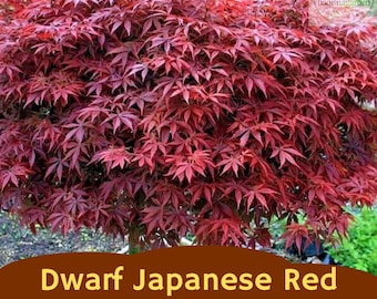 10 Dwarf Japanese Red Linear Leaf Maple Seeds | Acer palmatum Scolopendrifolium | Bonsai Tree