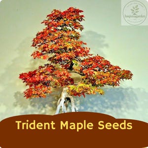 Trident Maple Seeds | Acer buergerianum Bonsai Tree, Fall Color (20 Seeds)