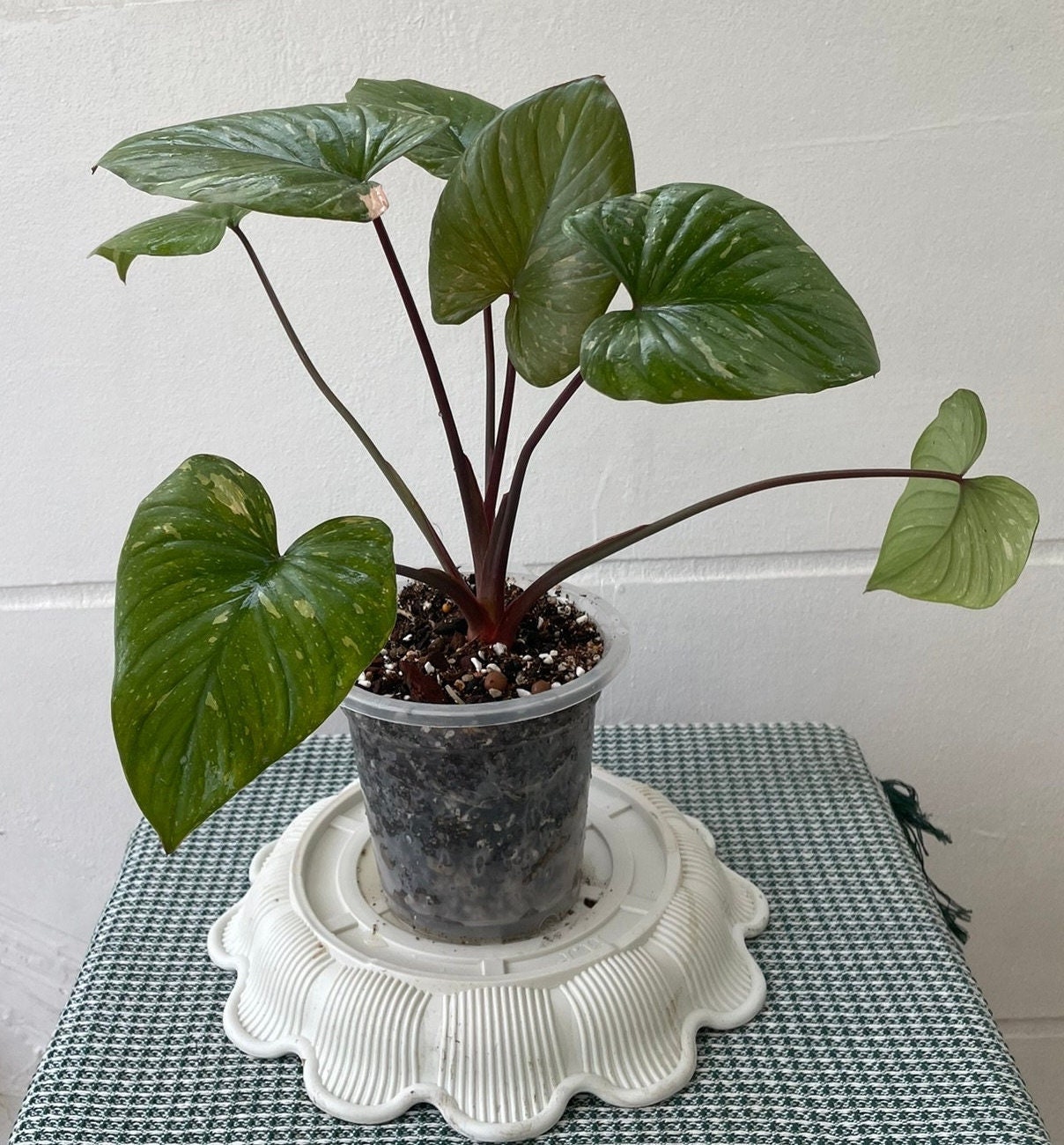 Variegated homalomena rubescens - Etsy 日本