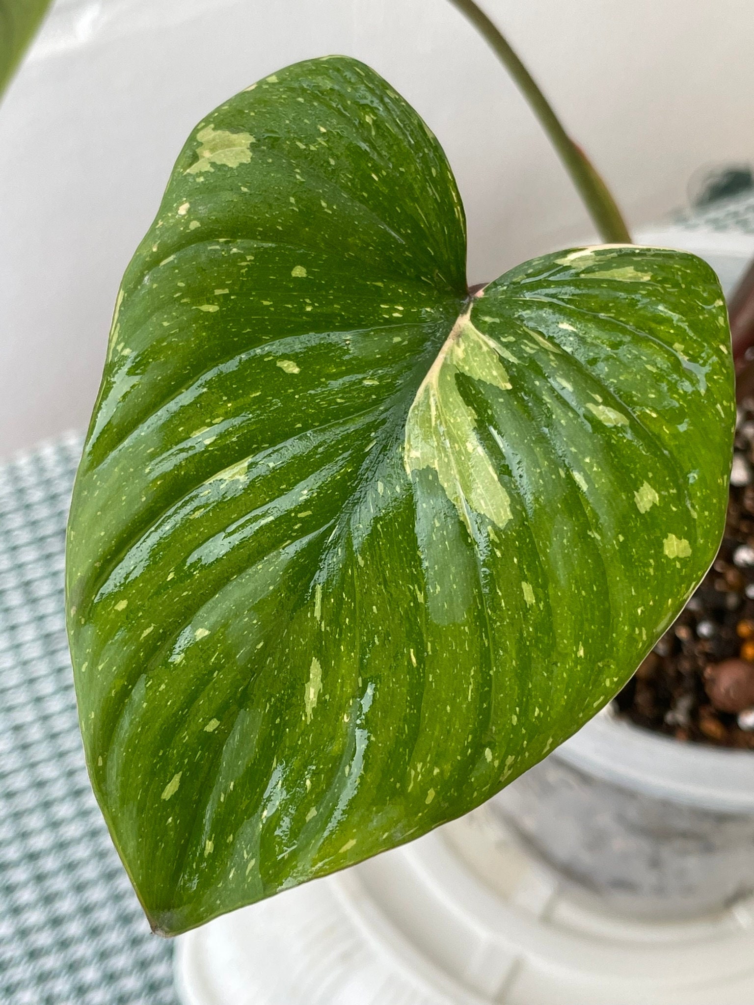 8月中セール★ 斑入り ホマロメナ homalomena rubescens ホマロメナ・ルベスケンス (Homalomena rubescens)