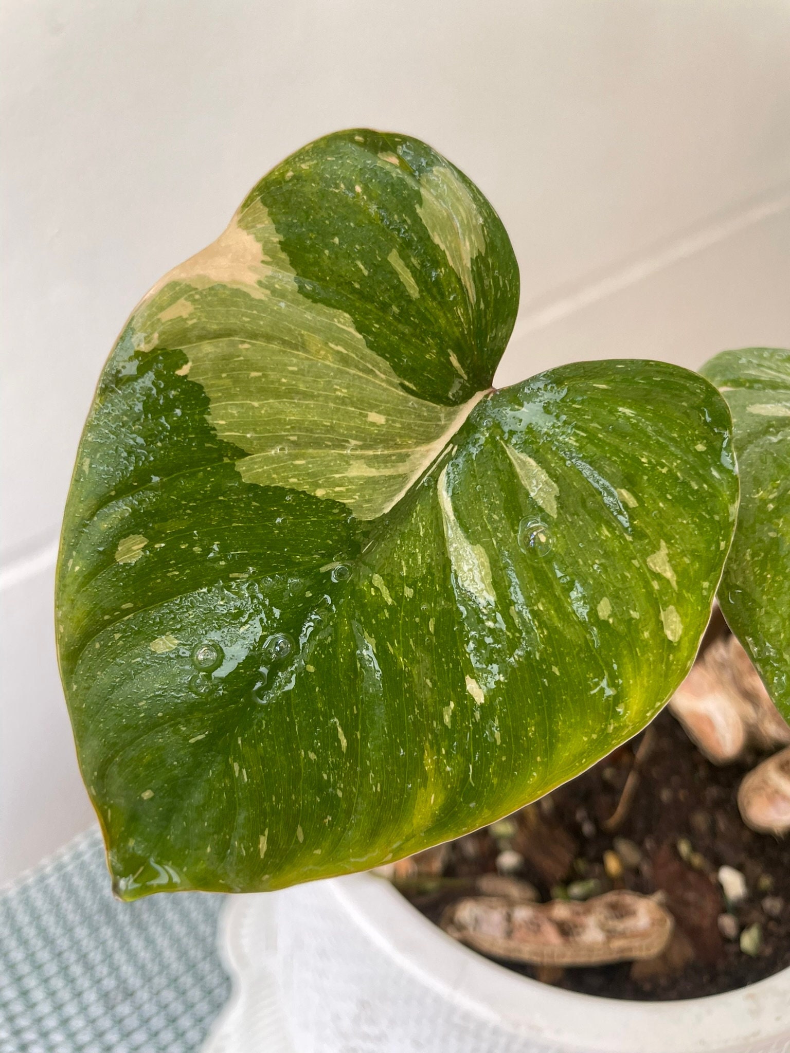 Homalomena rubescens - Etsy 日本