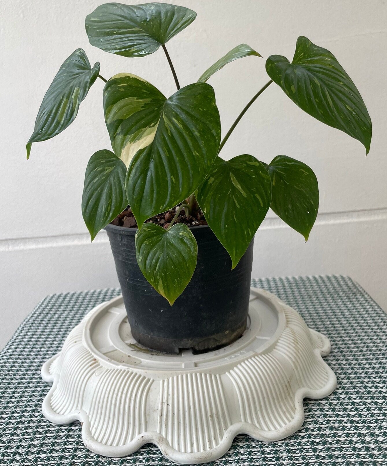 Variegated homalomena rubescens - Etsy 日本