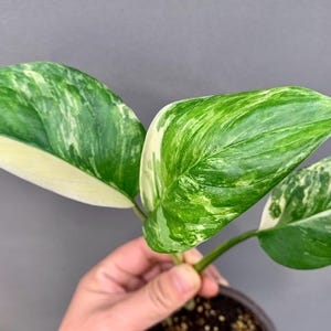Monstera Macrocosm - Etsy