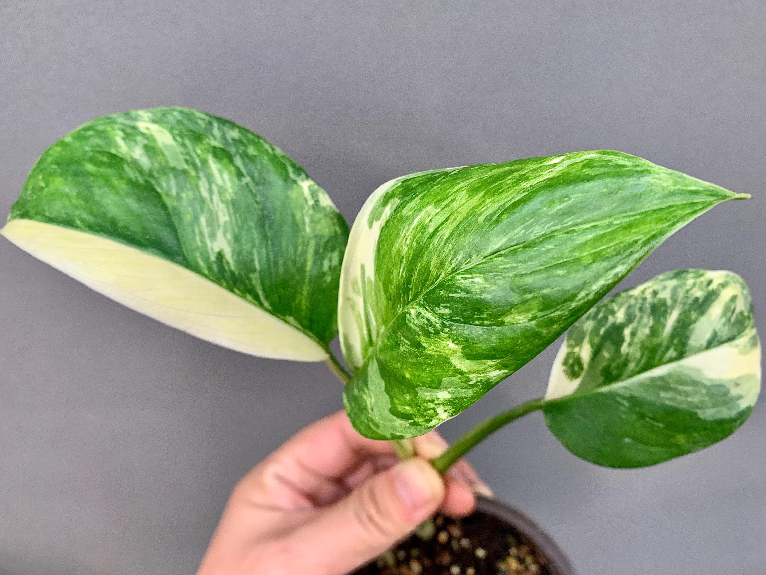 モンステラ・ポトス Monstera deliciosa 'Macrocosm' Monstera Macrocosm - Etsy