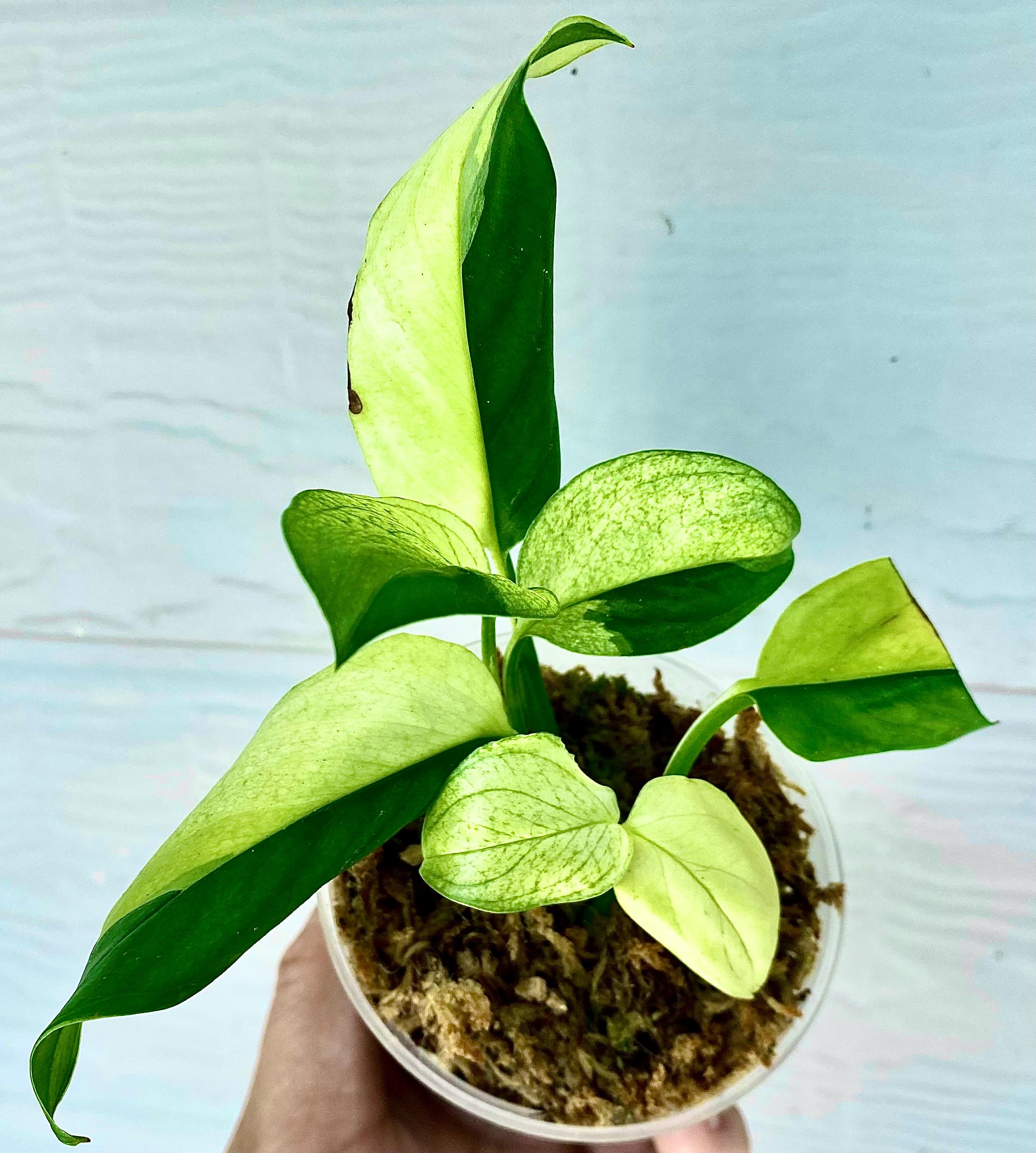 モンステラ・ポトス monstera acacoyaguensis Monstera Acacoyaguensis Large – Tropical Houseplant