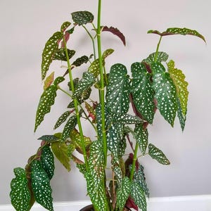 Polka Dot Begonia Maculata Live Plant – 3.5” Pot – Angel Wing Begonia – Rare Houseplant