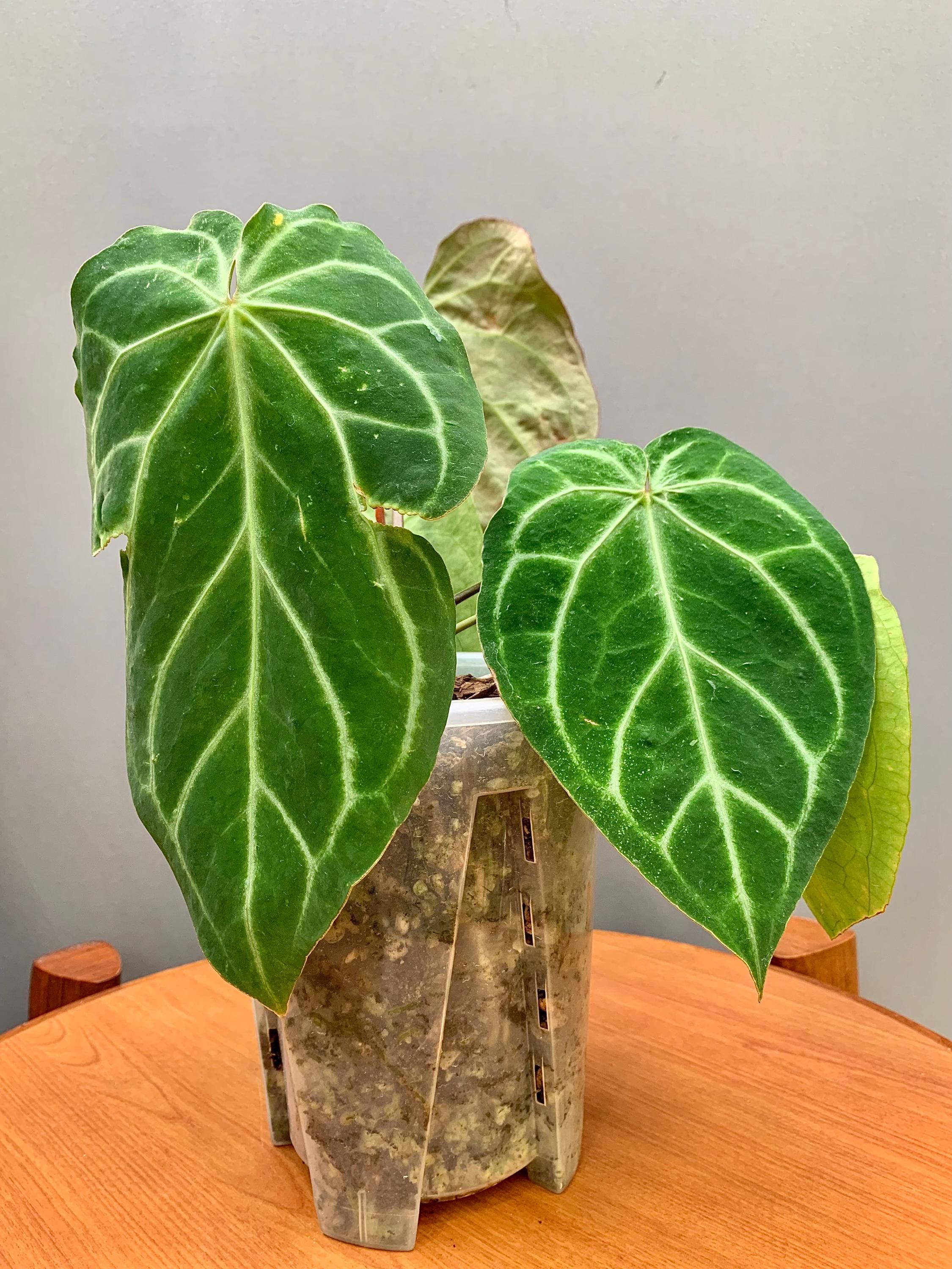 Anthurium Veitchii X - Etsy