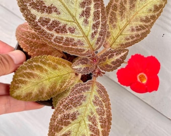 Pink Panther Episcia Plant | Flame Violet, Pink Foliage Houseplant (3.5″ Pot)