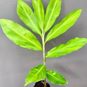 May include: A vibrant green plant with long, lance-shaped leaves arranged symmetrically along a central stem. The foliage displays prominent parallel veins and a bright, lime-green coloration. The plant is potted in a small, black plastic container.