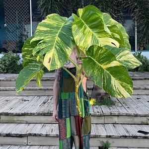ROOTED live plant giant HAWAIIAN Pothos