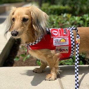 Op de afbeelding: Een langharige teckel draagt een rood harnas met race-patches en een zwart-wit geblokte riem. Het harnas heeft het nummer 1 en de woorden "Pole Position". De hond staat op een betonnen richel.