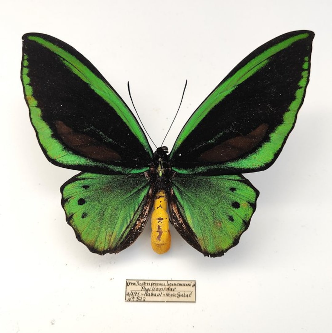 Ornithoptera Priamus Aruana, Common Green Birdwing, Cape