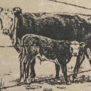 La coppia, cancelleria