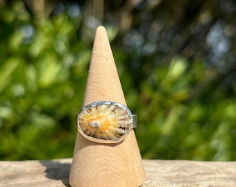 Limpet Shell Recycled Sterling Silver Ring Adjustable