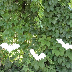 Op de afbeelding: Drie witte papieren vleermuizen hangen aan een groene, bladerrijke wijnstok. De vleermuizen zijn uit papier geknipt en hangen voor de bladeren.