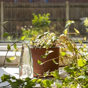 Beautiful plant cuttings in eco-friendly package | Gift box | Good size, rooted or unrooted | Labelled, with instructions and message