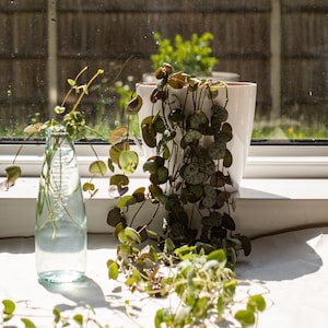 Boîte mystère de 4 boutures de plantes | Coffret cadeau | Coupures de bonne taille, enracinées ou non | Avec instructions, carte personnalisée et message