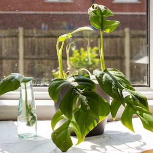 Gift box houseplants | 5 Indoor Plant Cutting | Propagation | Plant Lover Present | Rooted or unrooted | Easy Care | Fast Growing