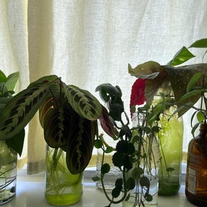 De belles boutures de plantes dans un emballage écologique | Coffret cadeau | De bonne dimension, avec ou sans racines | Étiqueté, avec instructions et message