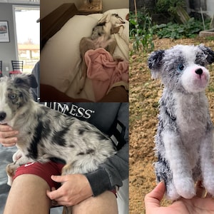 Könnte beinhalten: Ein blauer Merle Australian Shepherd Welpe sitzt auf dem Schoß einer Person. Der Welpe hat blaue Augen und weiße Markierungen im Gesicht und am Körper. Der Welpe schaut in die Kamera.