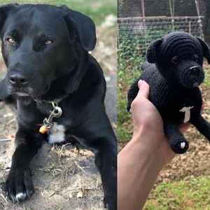 Puede incluir: Un perro Labrador Retriever negro acostado en el suelo con una mancha blanca en el pecho. El perro lleva un collar con una etiqueta. El perro está mirando a la cámara.