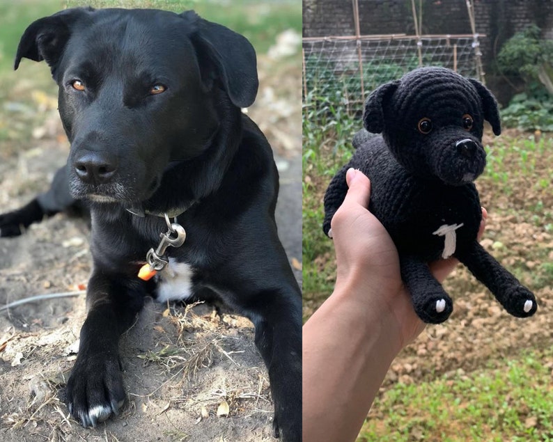 May include: A black Labrador Retriever dog lying on the ground with a white patch on its chest. The dog is wearing a collar with a tag. The dog is looking at the camera.